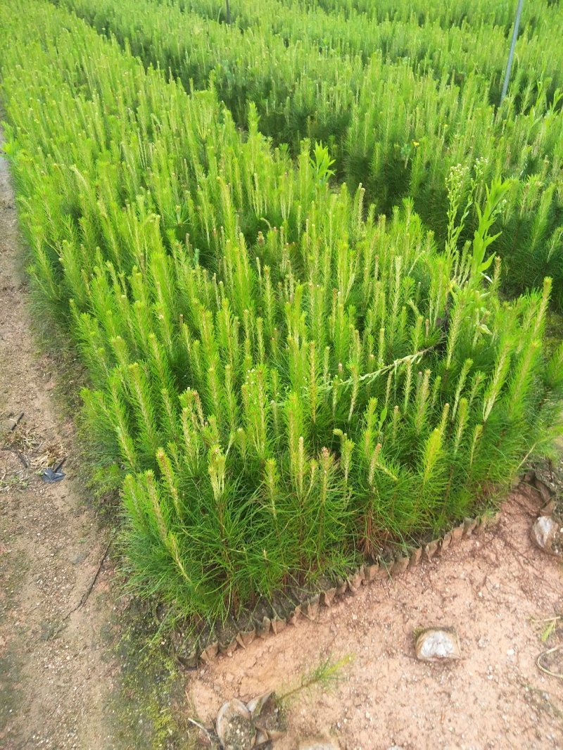 湿地松造林苗无纺布袋苗