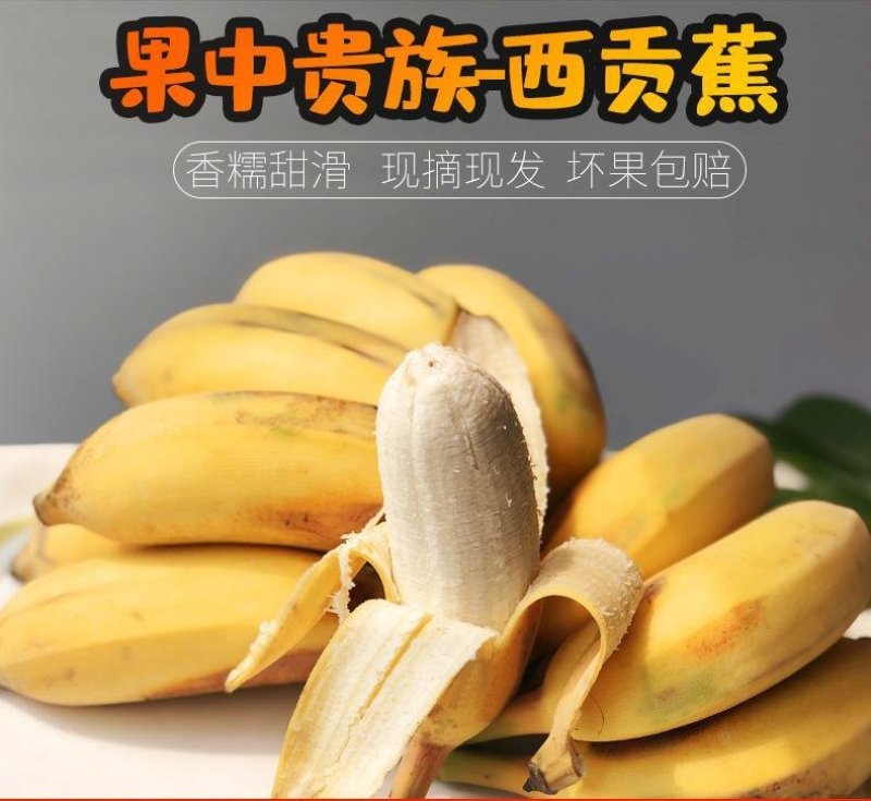 广西农家新鲜西贡蕉粉蕉，产地直销，七成熟