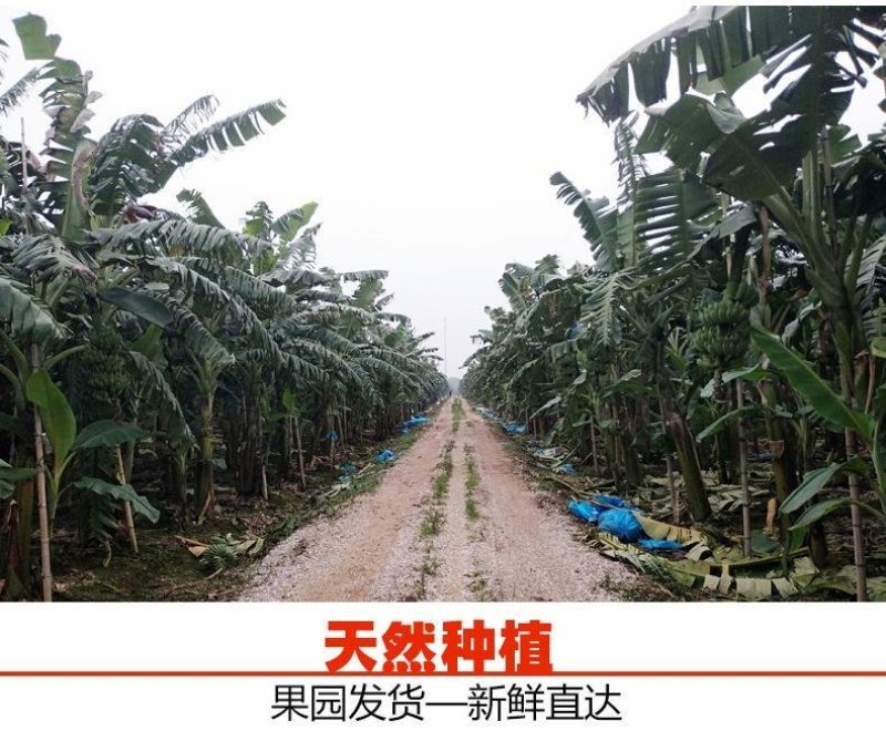 广西农家新鲜西贡蕉粉蕉，产地直销，七成熟