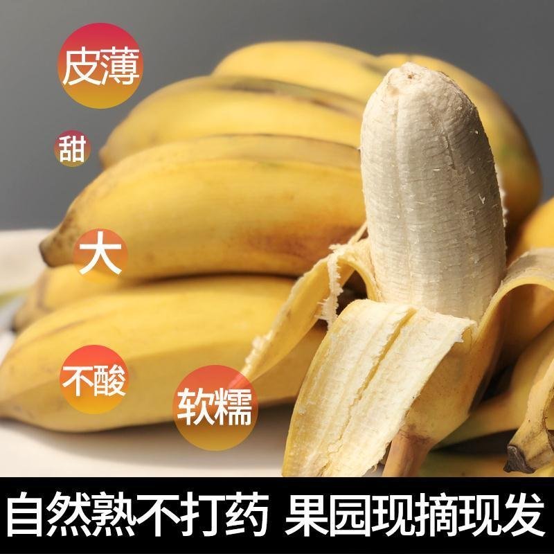 广西农家新鲜西贡蕉粉蕉，产地直销，七成熟