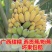 广西农家新鲜西贡蕉粉蕉，产地直销，七成熟