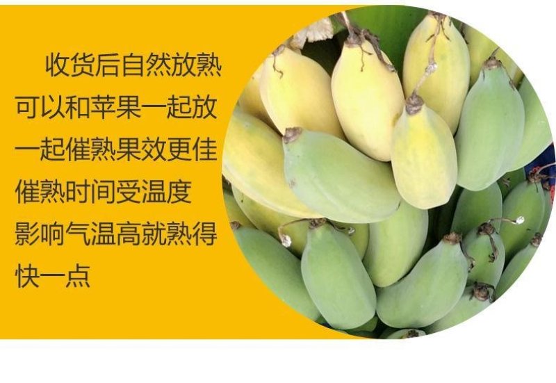 广西农家新鲜西贡蕉粉蕉，产地直销，七成熟