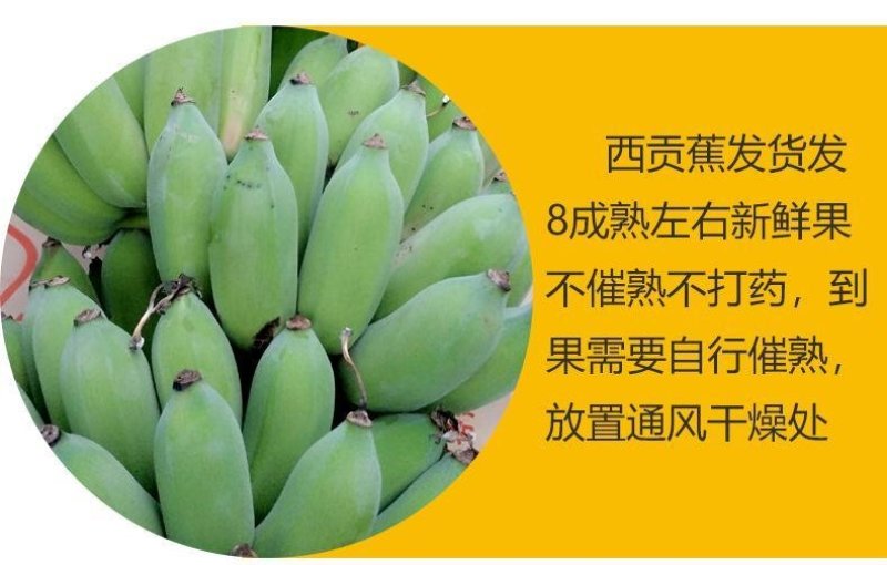 广西农家新鲜西贡蕉粉蕉，产地直销，七成熟