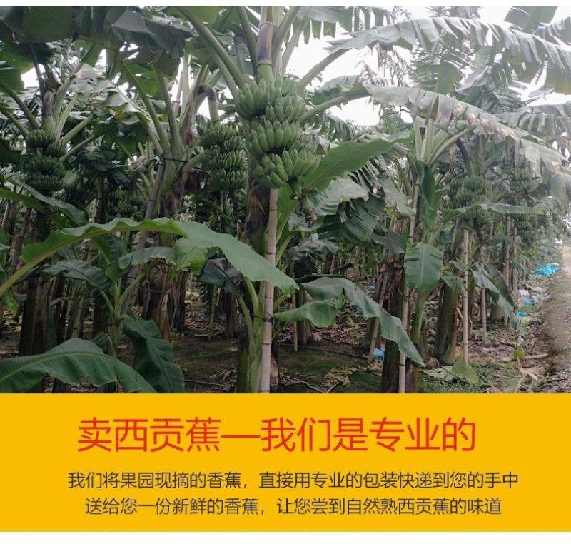 广西农家新鲜西贡蕉粉蕉，产地直销，七成熟