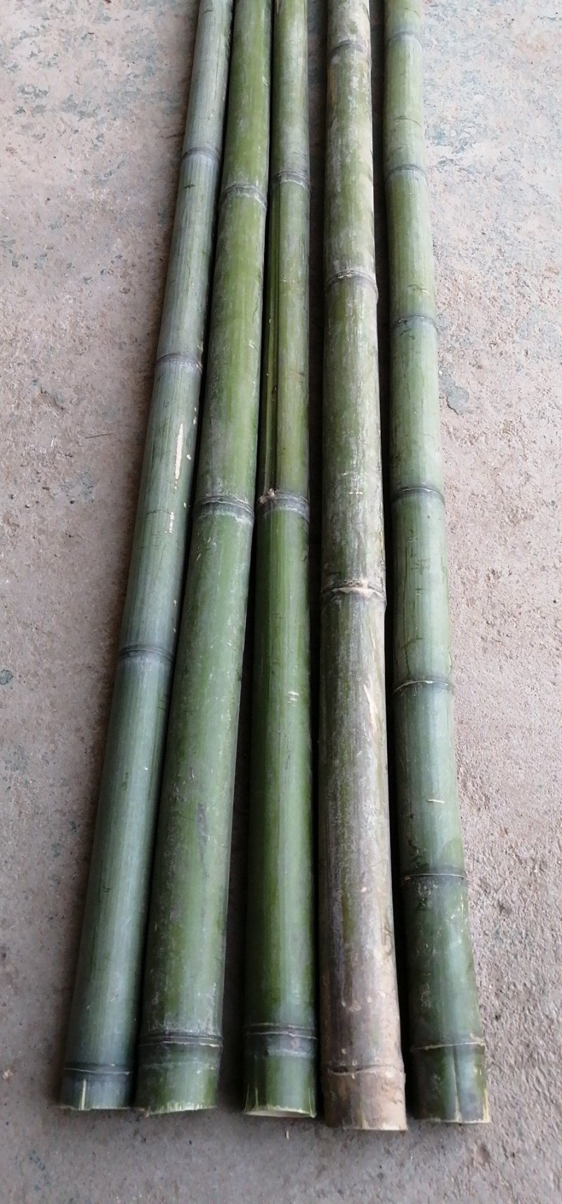 大量出售各种竹竿