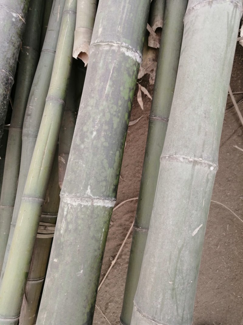 大量出售各种竹竿