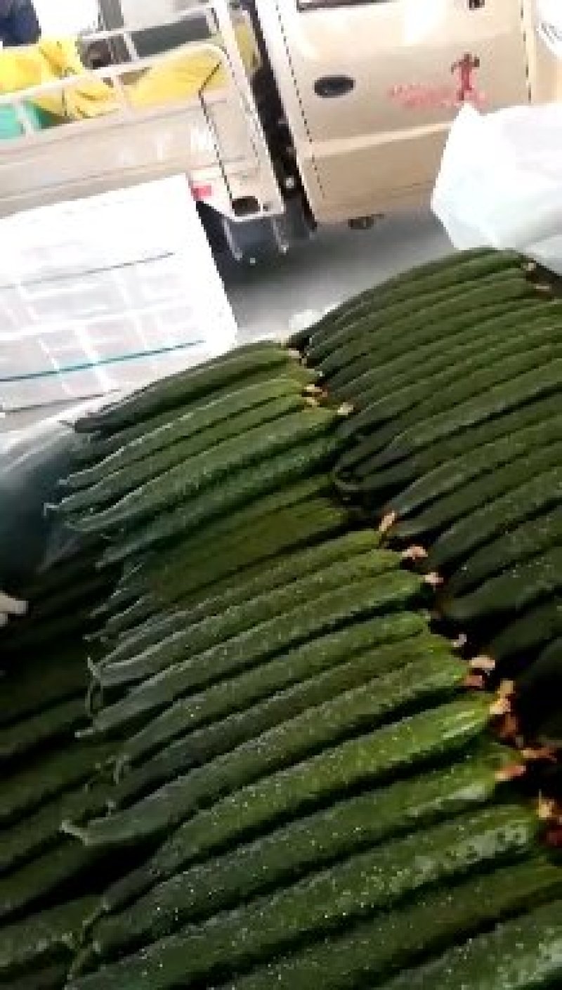 山东兰陵黄瓜上市中，质量优货量大，产地直销一条龙服务
