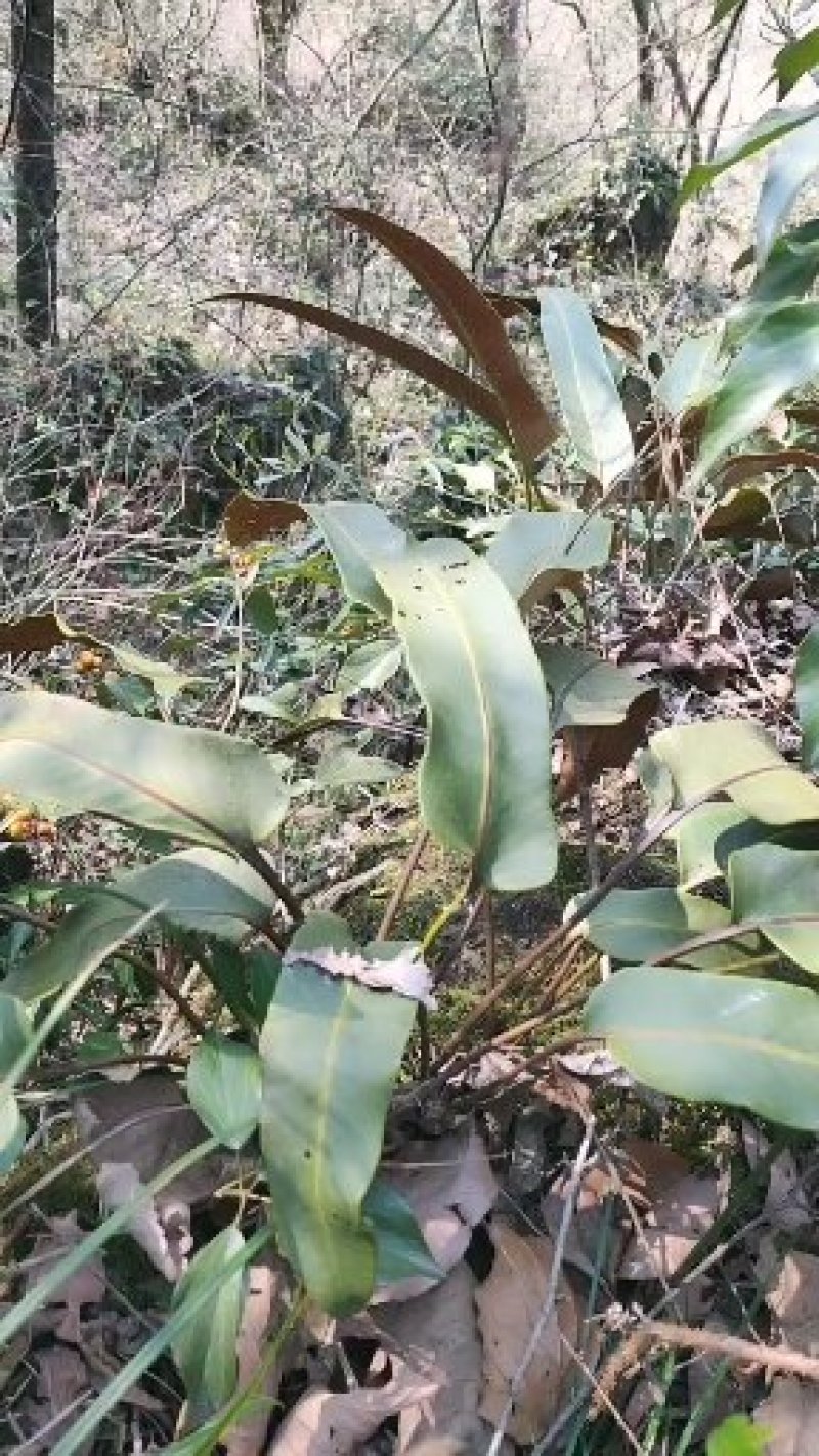 中药材