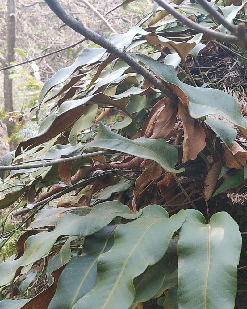中药材