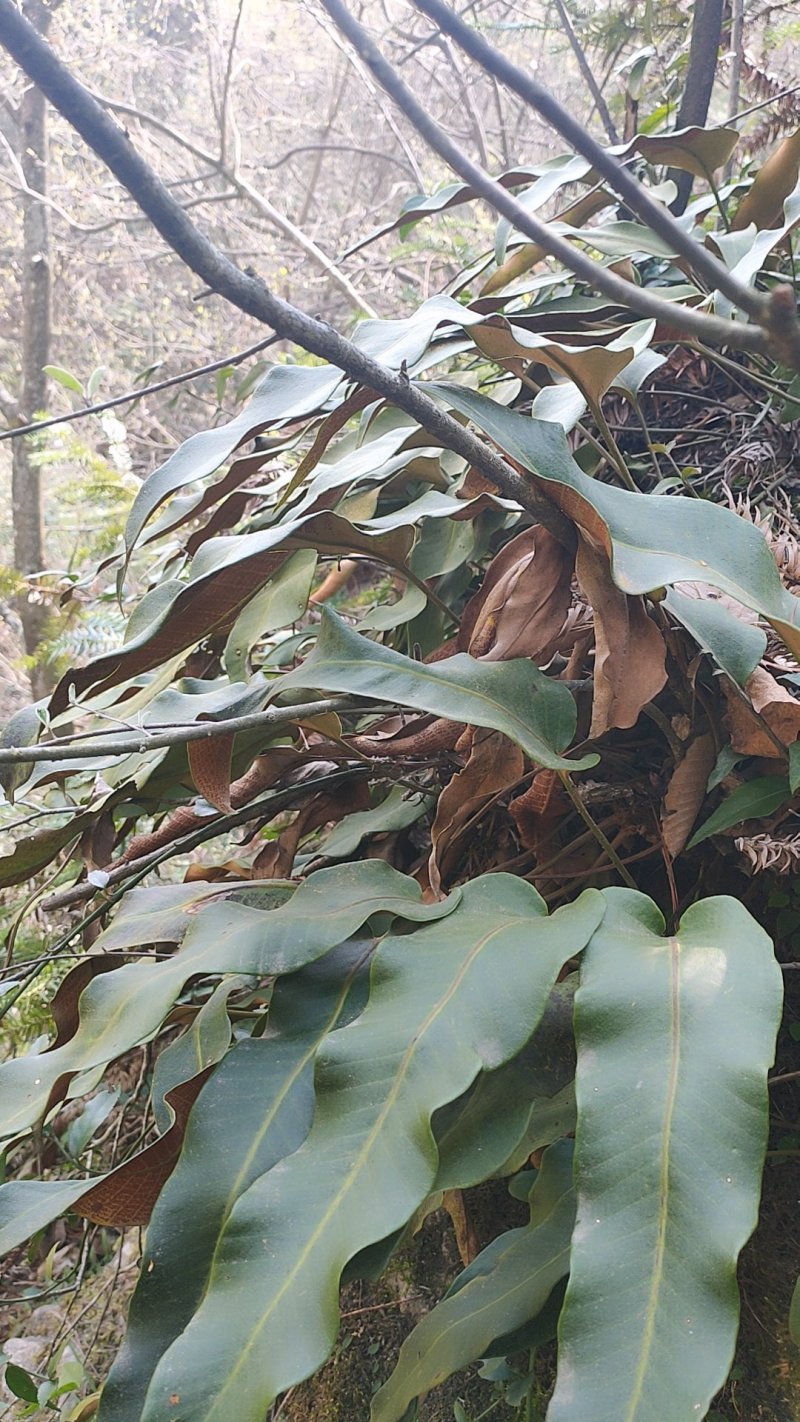 中药材