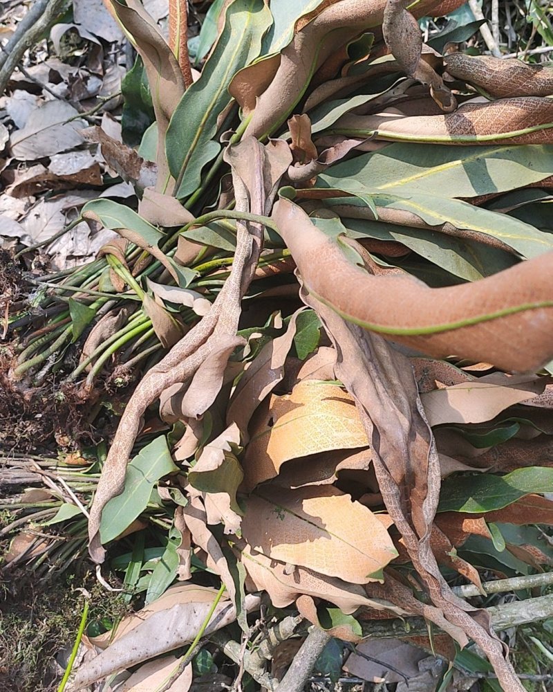 中药材