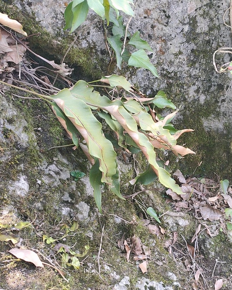 中药材