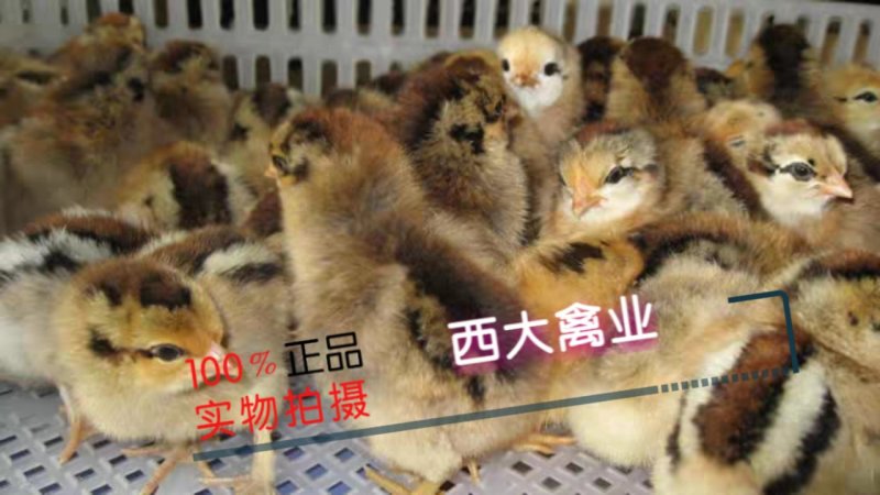 瑤鸡苗，【红瑶、黑瑤】厂家直销，破损包赔
