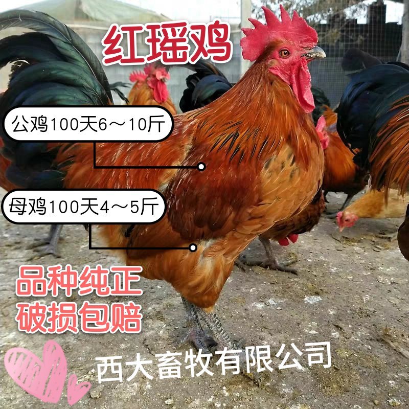 瑤鸡苗，【红瑶、黑瑤】厂家直销，破损包赔