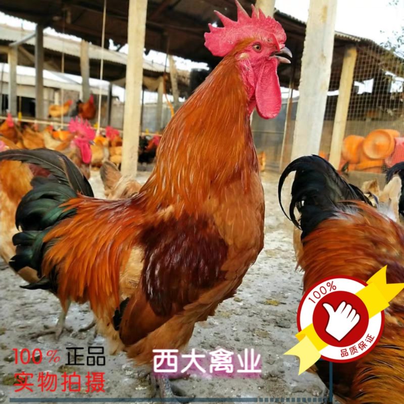 瑤鸡苗，【红瑶、黑瑤】厂家直销，破损包赔