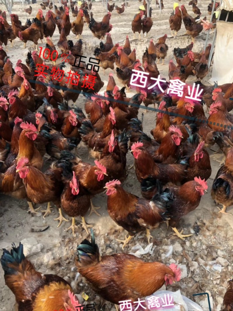 瑤鸡苗，【红瑶、黑瑤】厂家直销，破损包赔