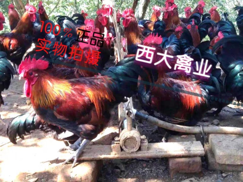 瑤鸡苗，【红瑶、黑瑤】厂家直销，破损包赔