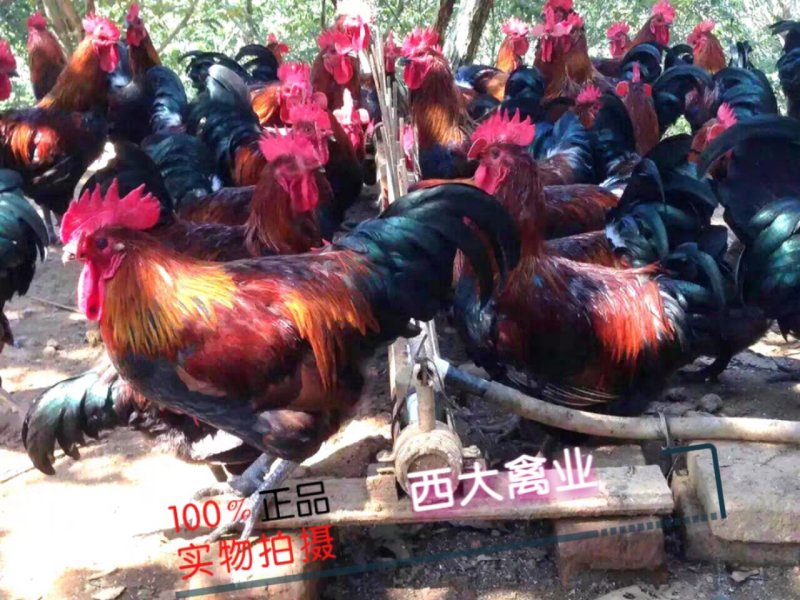 瑤鸡苗，【红瑶、黑瑤】厂家直销，破损包赔