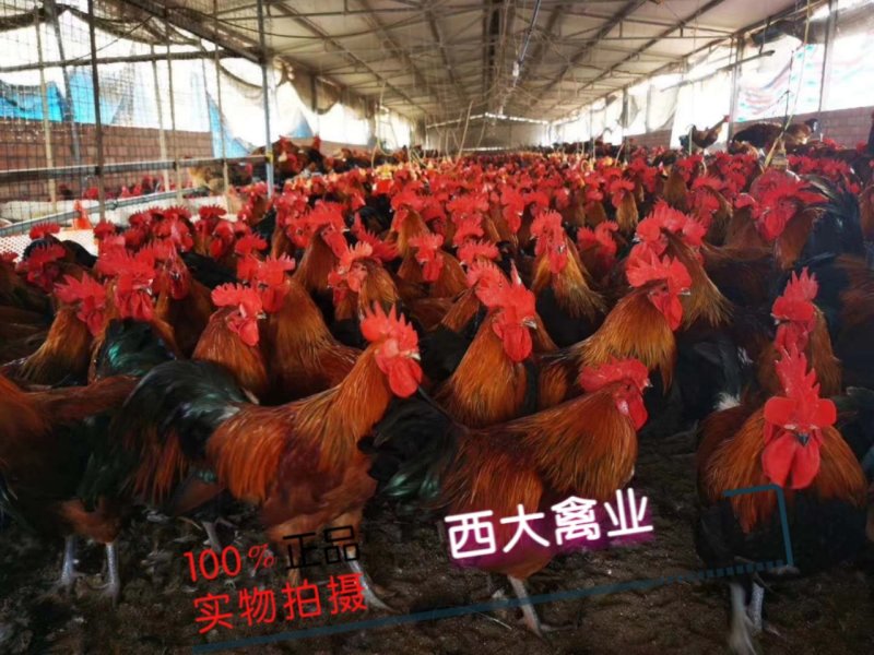 瑤鸡苗，【红瑶、黑瑤】厂家直销，破损包赔