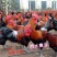 瑤鸡苗,【红瑶、黑瑤】厂家直销,破损包赔