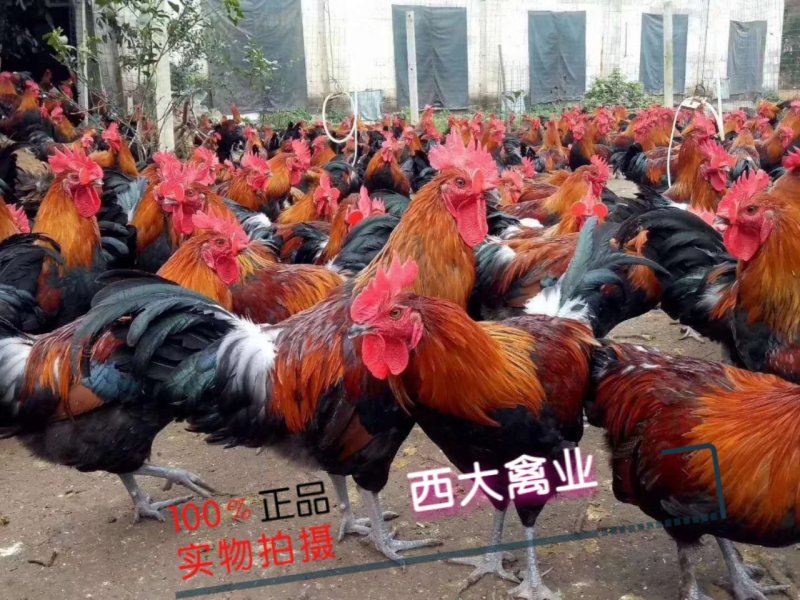 瑤鸡苗，【红瑶、黑瑤】厂家直销，破损包赔