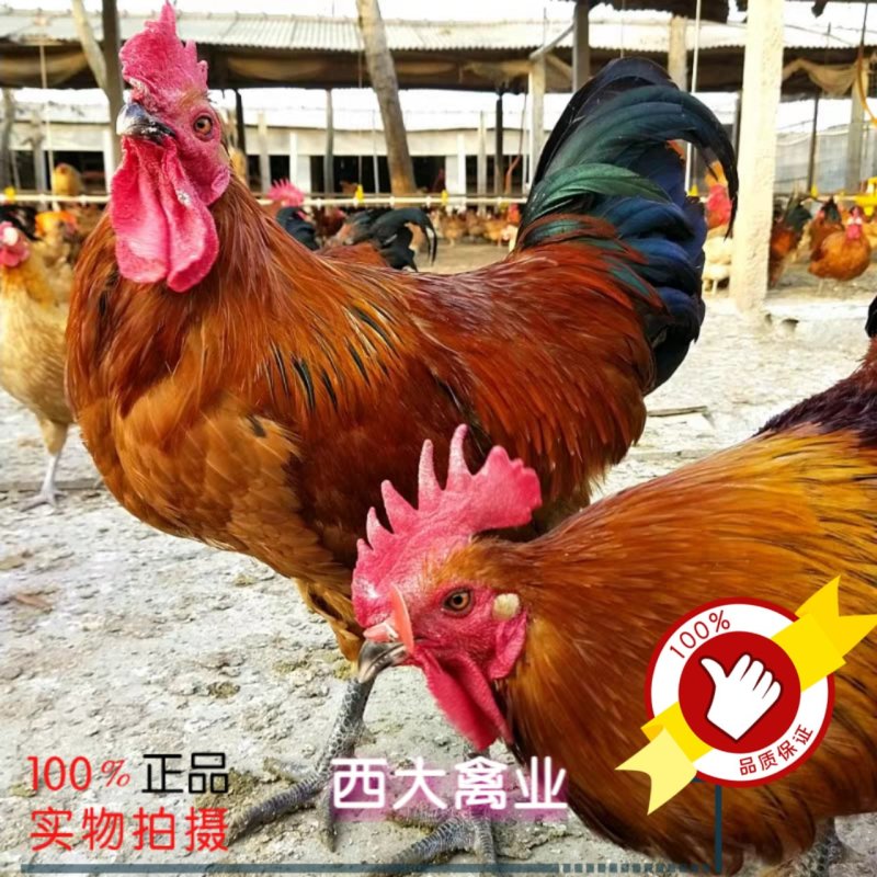 瑤鸡苗，【红瑶、黑瑤】厂家直销，破损包赔