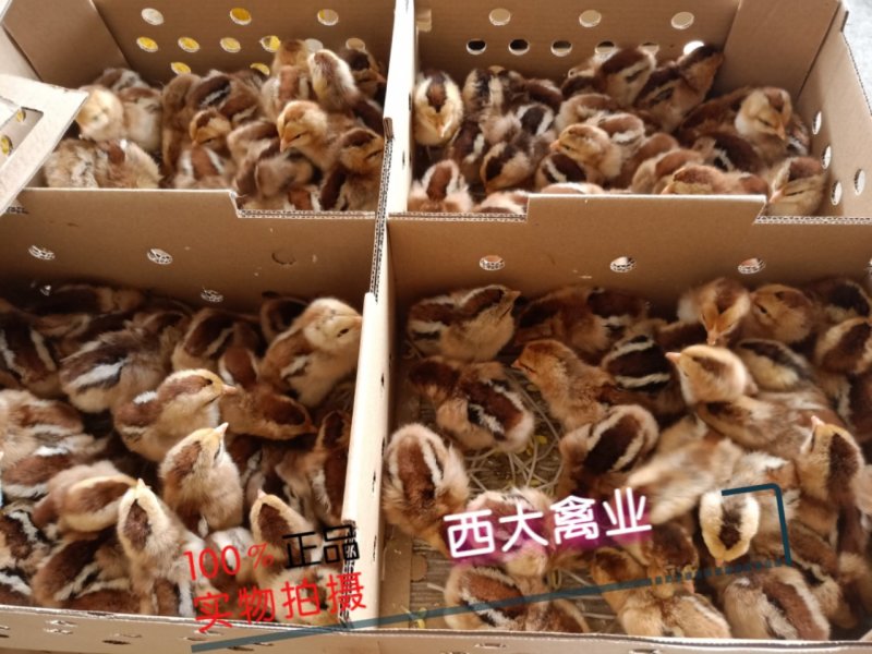 瑤鸡苗，【红瑶、黑瑤】厂家直销，破损包赔