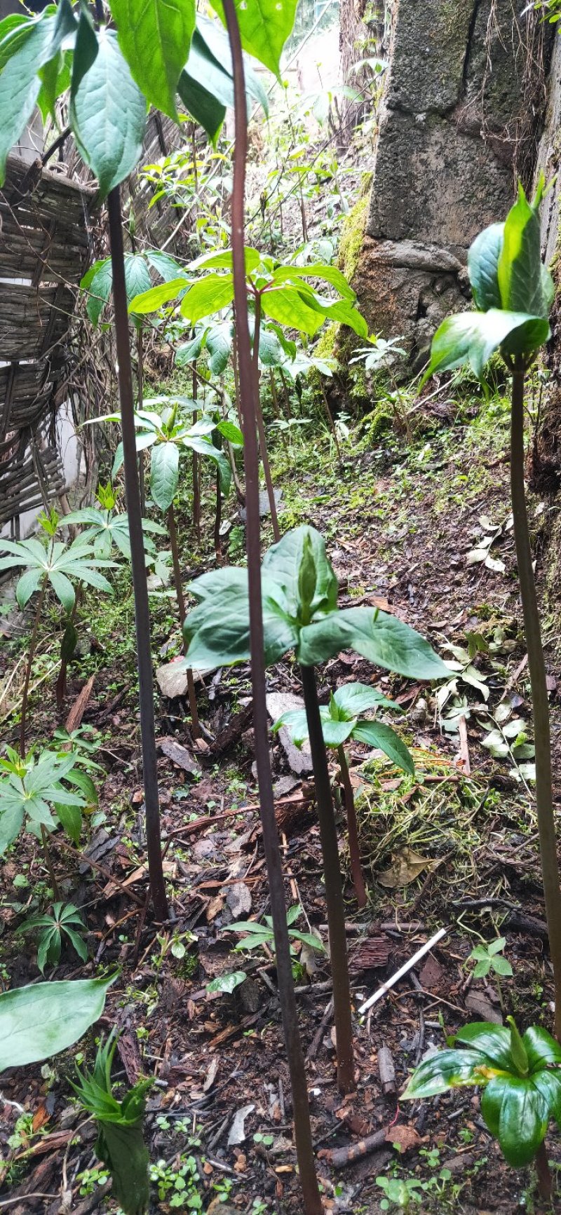 【推荐】重楼苗1到8年基地直销规格齐全购满一万送一千