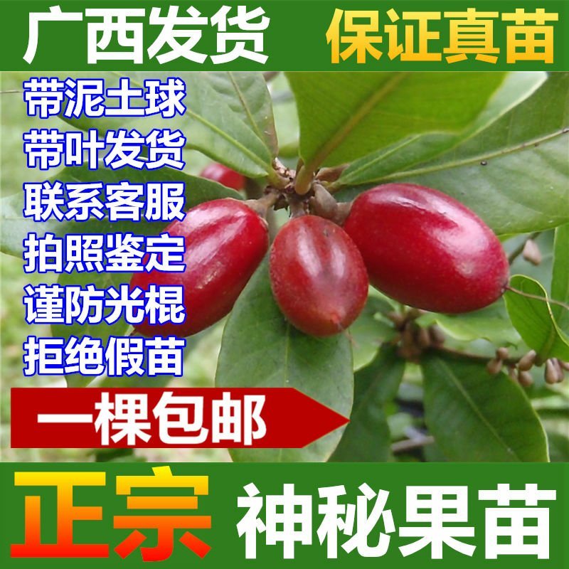 神秘果苗20元一棵包邮新品种神秘果苗适合盆载耐寒品种包邮