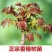 红油香椿四季食用香椿树苗盆栽地栽香椿树苗南方北方种植树苗