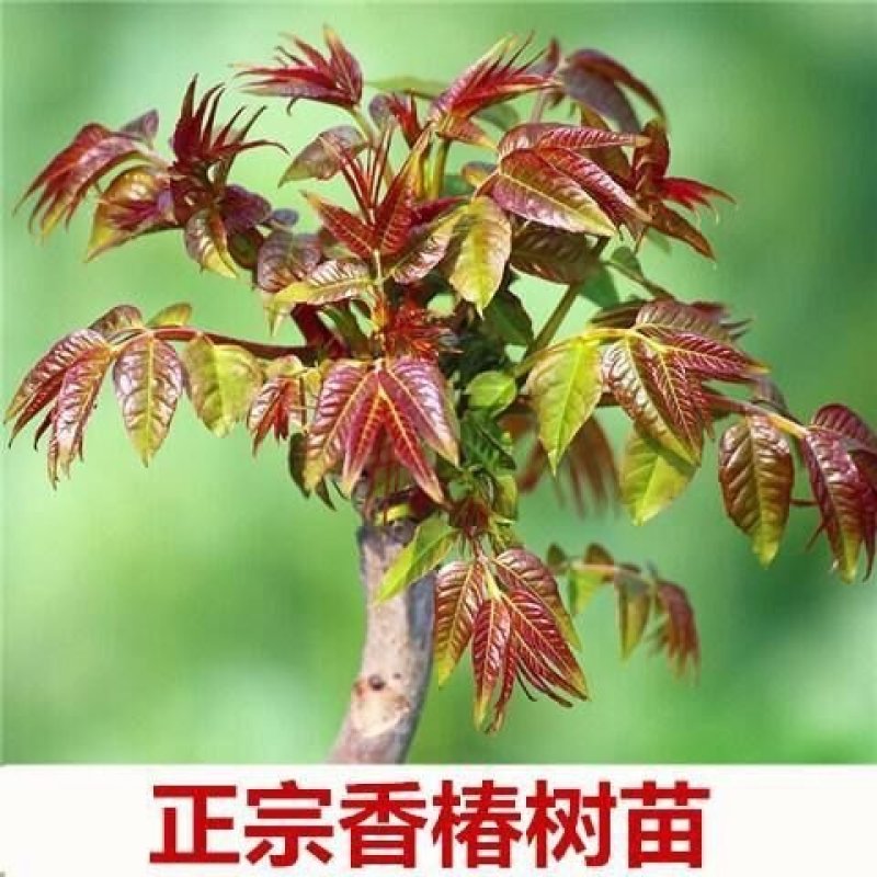 红油香椿四季食用香椿树苗盆栽地栽香椿树苗南方北方种植树苗