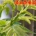 红油香椿四季食用香椿树苗盆栽地栽香椿树苗南方北方种植树苗