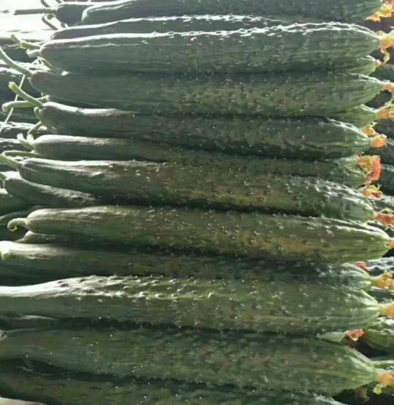 大棚黄瓜，青皮青肉，条直，量大现摘现发，基地货源