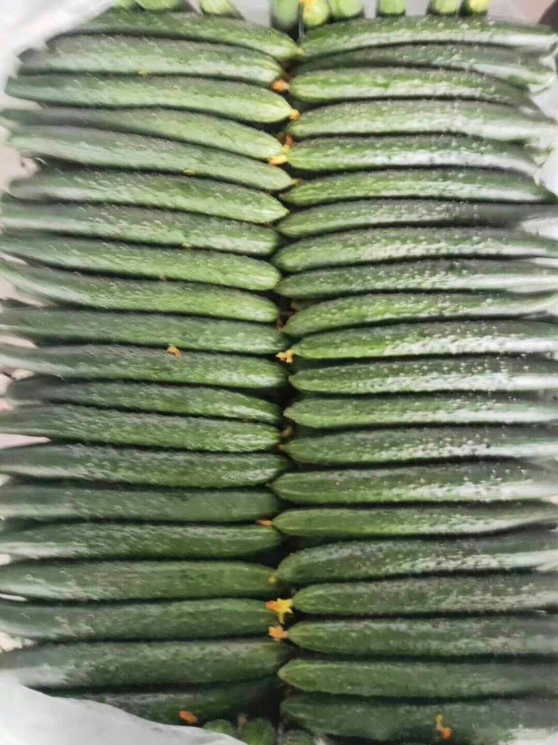 大棚黄瓜，青皮青肉，条直，量大现摘现发，基地货源