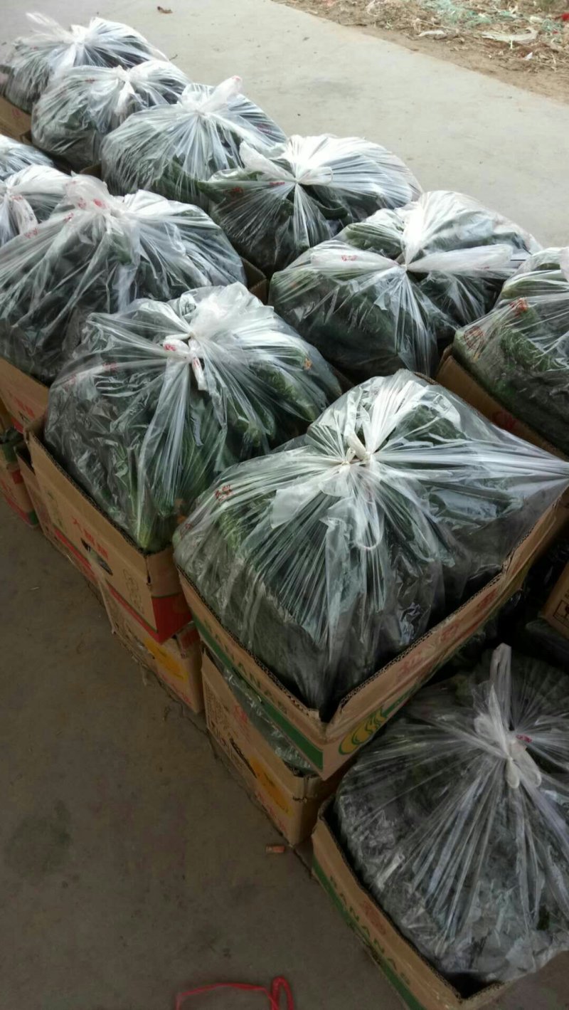 大棚黄瓜，青皮青肉，条直，量大现摘现发，基地货源