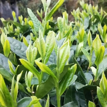 莽山绿茶高山云雾茶2022明前新春茶