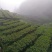 莽山绿茶高山云雾茶2022明前新春茶