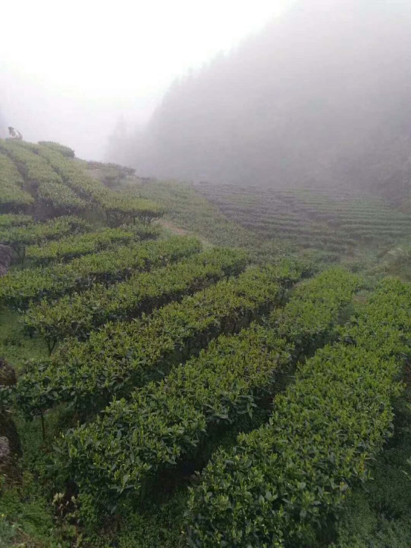 莽山绿茶高山云雾茶2022明前新春茶