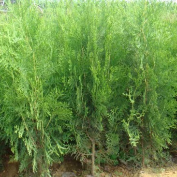 侧柏苗扁柏树苗松柏树籽树苗庭院绿化荒山造林绿化苗木