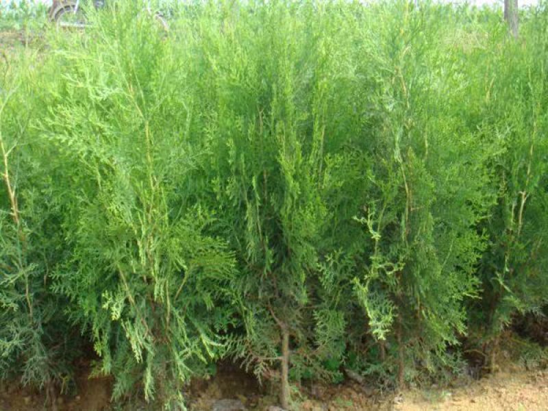 侧柏苗扁柏树苗松柏树籽树苗庭院绿化荒山造林绿化苗木
