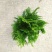 侧柏苗扁柏树苗松柏树籽树苗庭院绿化荒山造林绿化苗木