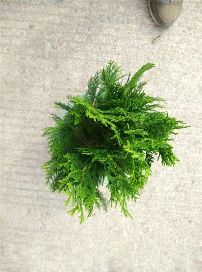 侧柏苗扁柏树苗松柏树籽树苗庭院绿化荒山造林绿化苗木