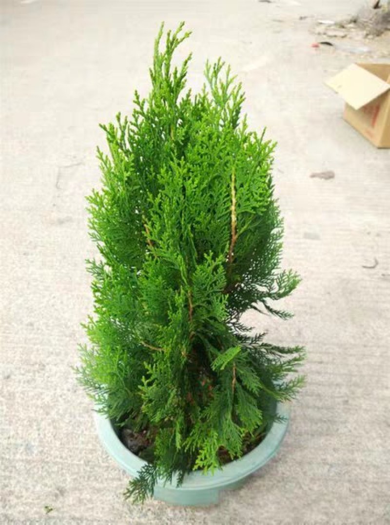 侧柏苗扁柏树苗松柏树籽树苗庭院绿化荒山造林绿化苗木