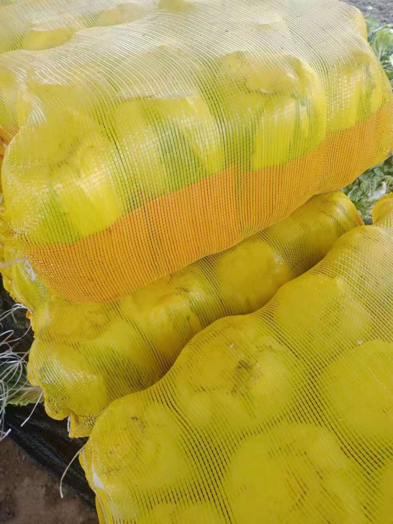 优选山东黄心大白菜开园上市产地直销欢迎选购量大从优
