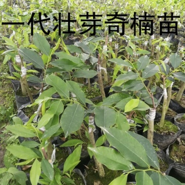 正宗名贵沉香苗芽接奇楠沉香苗黄金树带泥大杯苗