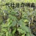 正宗名贵沉香苗芽接奇楠沉香苗黄金树带泥大杯苗