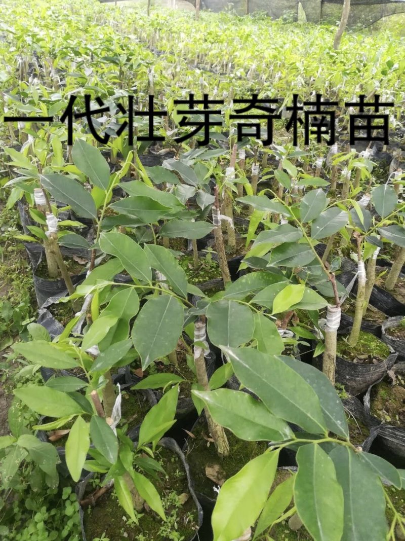 正宗名贵沉香苗芽接奇楠沉香苗黄金树带泥大杯苗