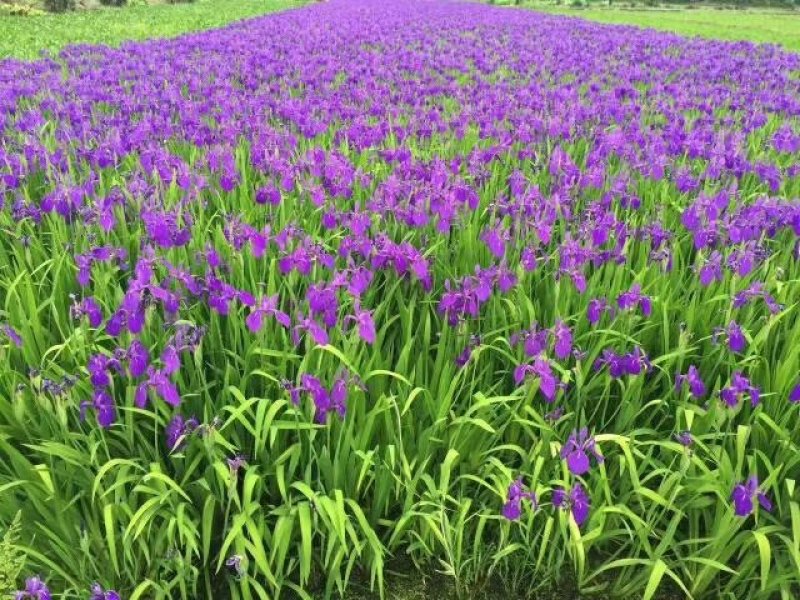 德国鸢尾德国鸢尾花卉盆景