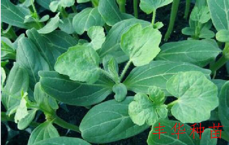 美都西瓜苗薇萌美都葫芦嫁接南瓜嫁接现货
