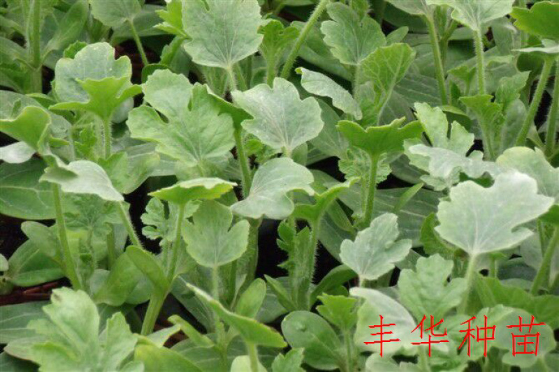 美都西瓜苗薇萌美都葫芦嫁接南瓜嫁接现货